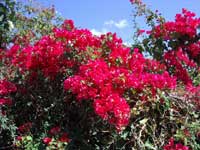 Bouganvillia in the Cupecoy parking lot